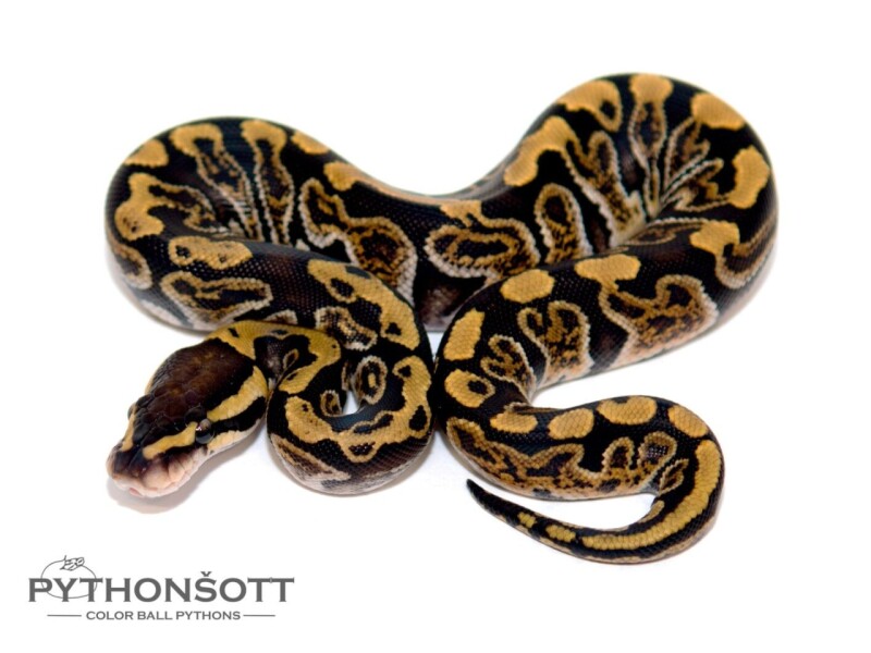 s31-6_ghi_het_cl