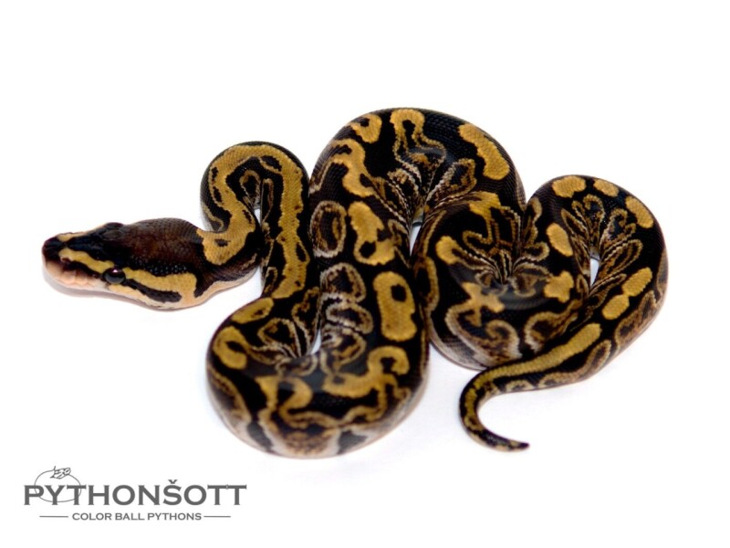 s31-7_ghi_het_cl