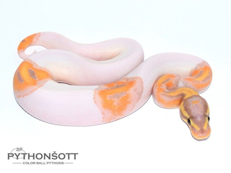 s35-3_ban_pied