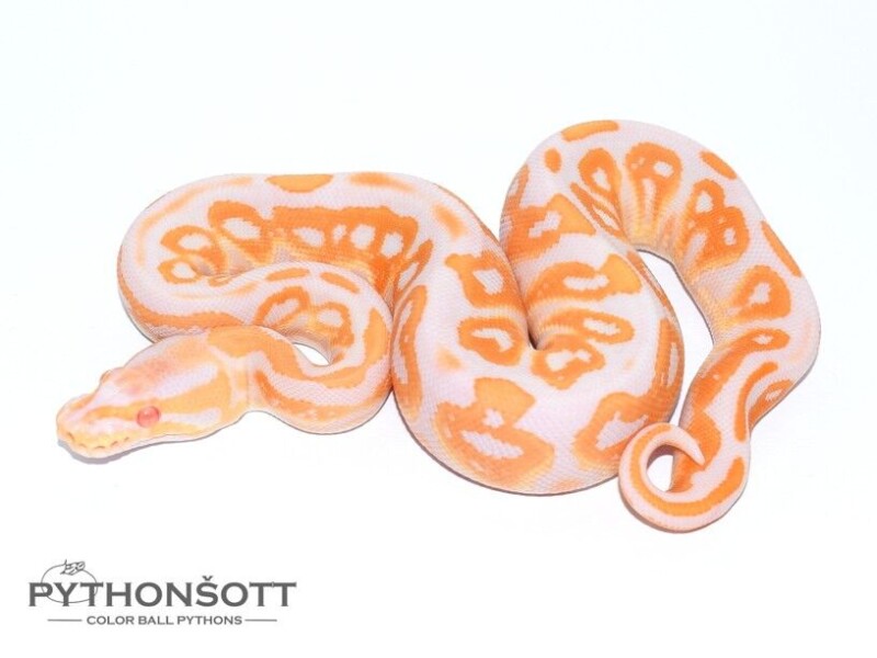 s36-4_bl_pas_al_het_cl