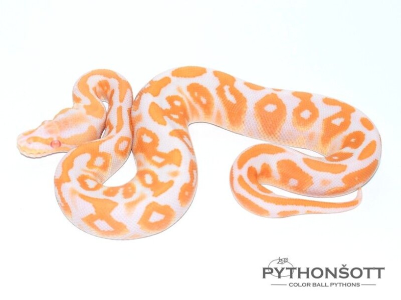 s36-5_bl_pas_al_het_cl