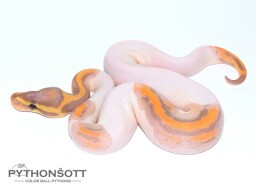 s35-7_ban_pied_1