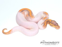 s35-7_ban_pied_2