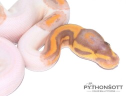 s35-7_ban-pied_3