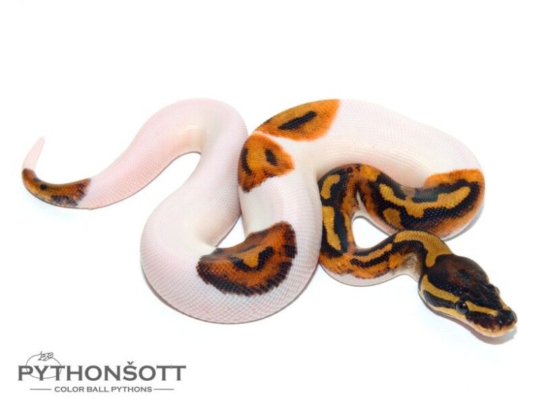 s25-3_pied