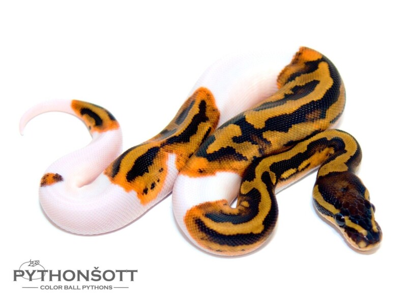 s44-4_pied_het_lav_al