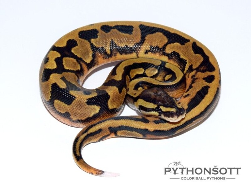s49-6_pied
