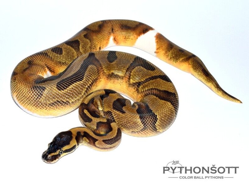 ench_pied_s25-5