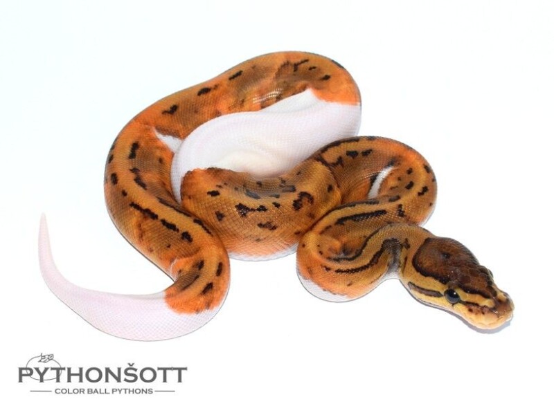 s24-1_pin_pied-het_lav