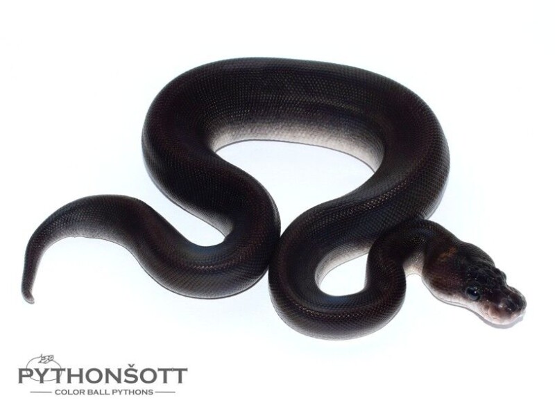 s33-6_8ball_het_al