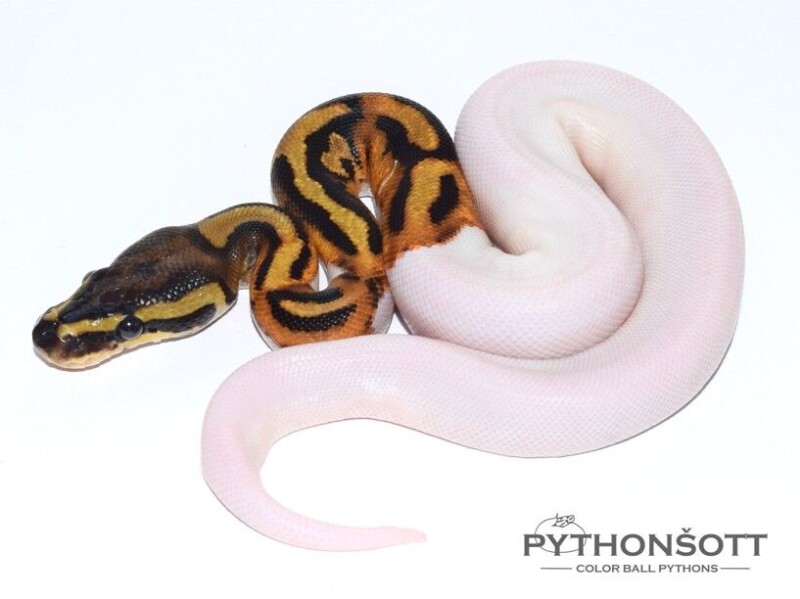 pied_s5-5