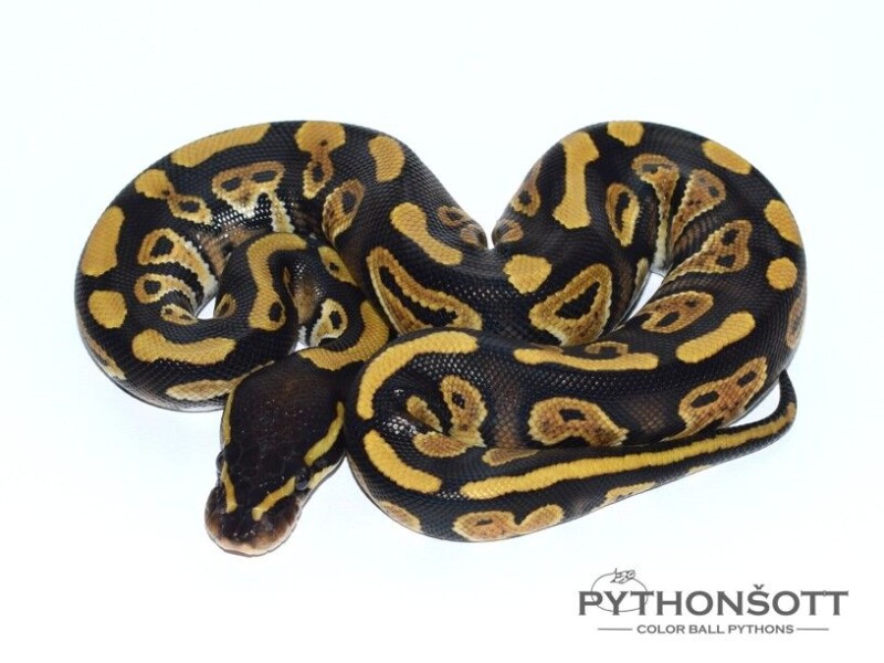 s47-3_phan_het_pied