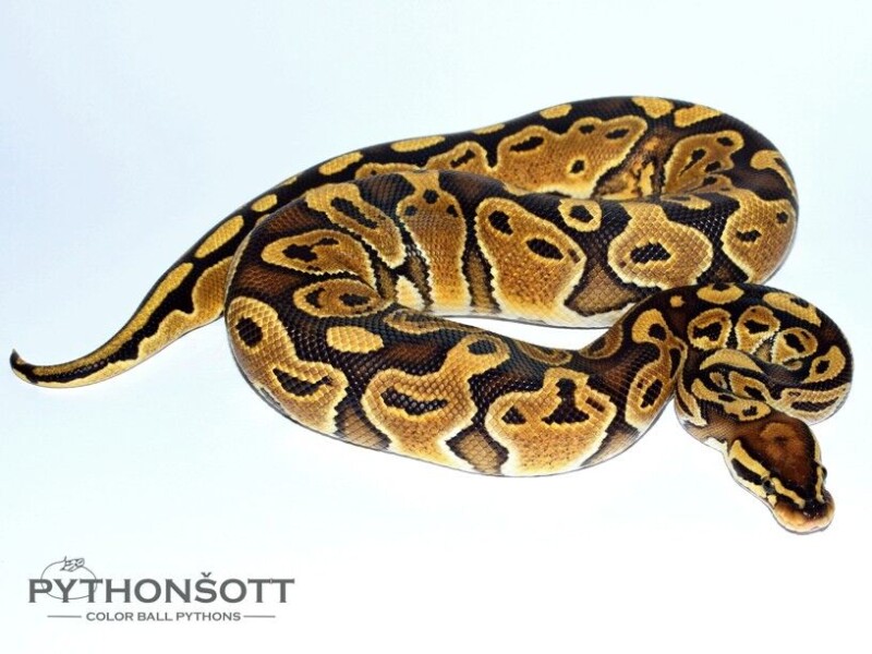 s46-7_spec_het_pied