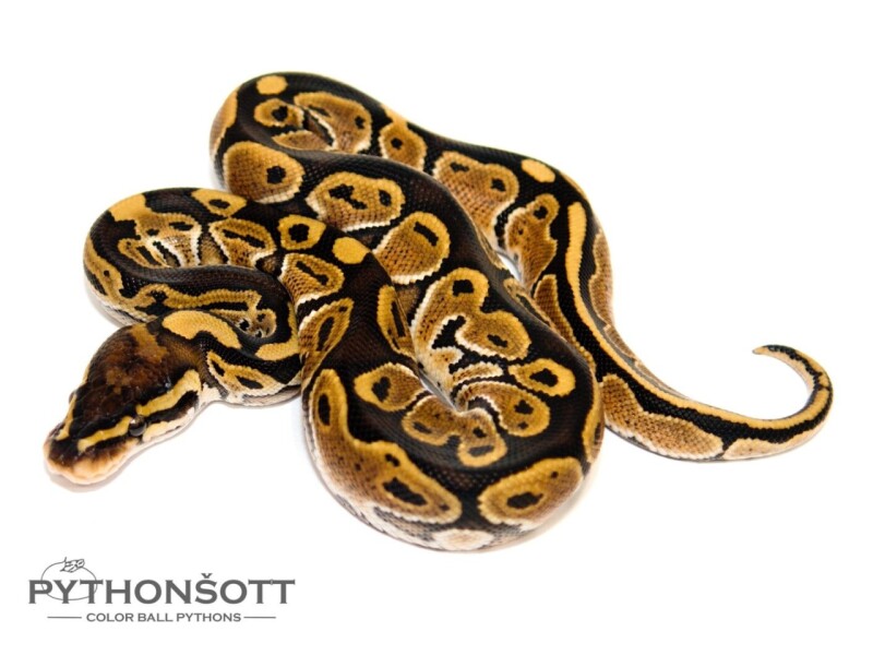 s46-4_spec_het_pied