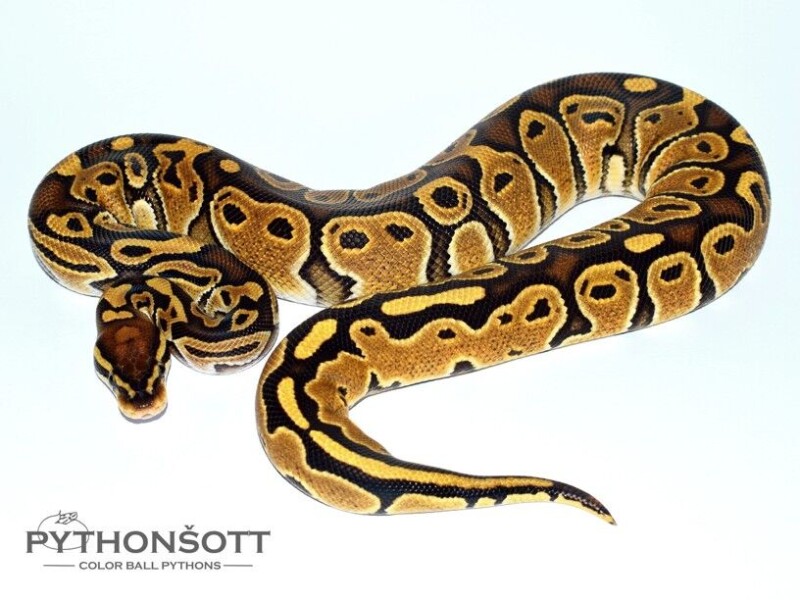 s46-8_spec_het_pied