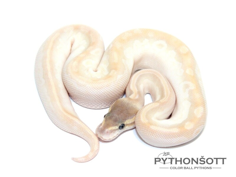 s46-1_crystal_het_pied