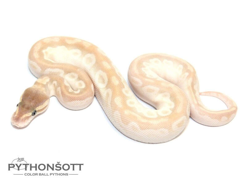 s46-2_crystal_het_pied