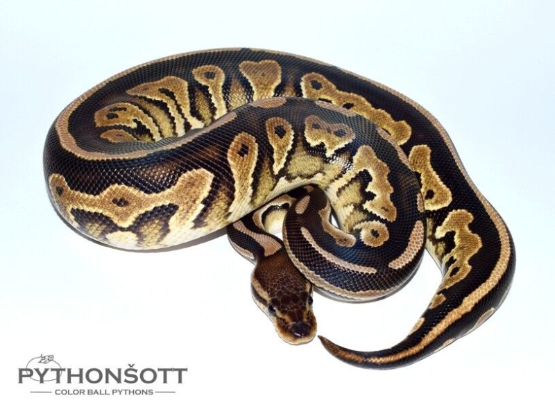 s33-5_cinn_phan_het_pied