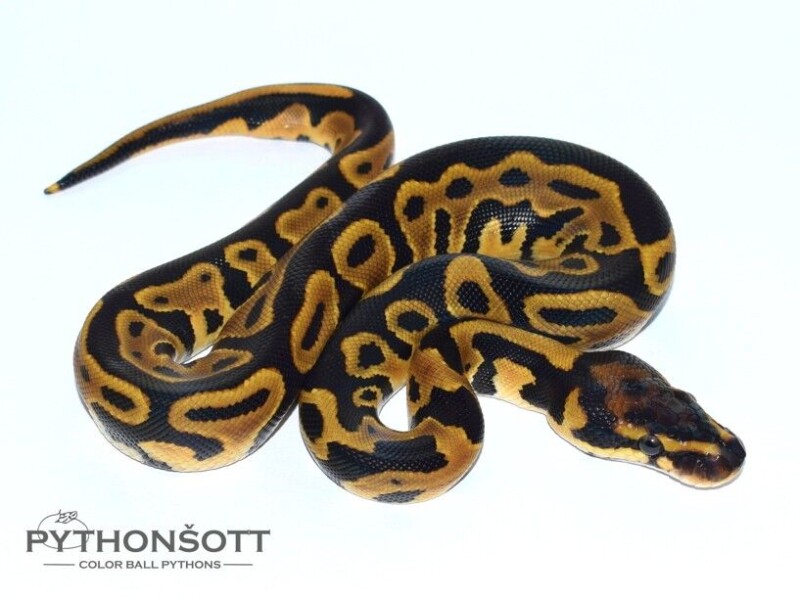 s21-6_leo_het_cl