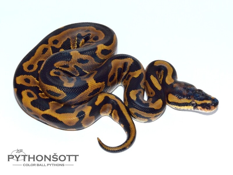 s32-4_leo_het_cl