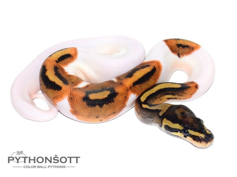 s24-3_pied_het_lav