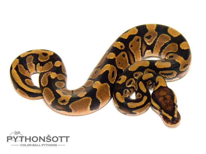 s30-8_nor_het_cl_het_pied