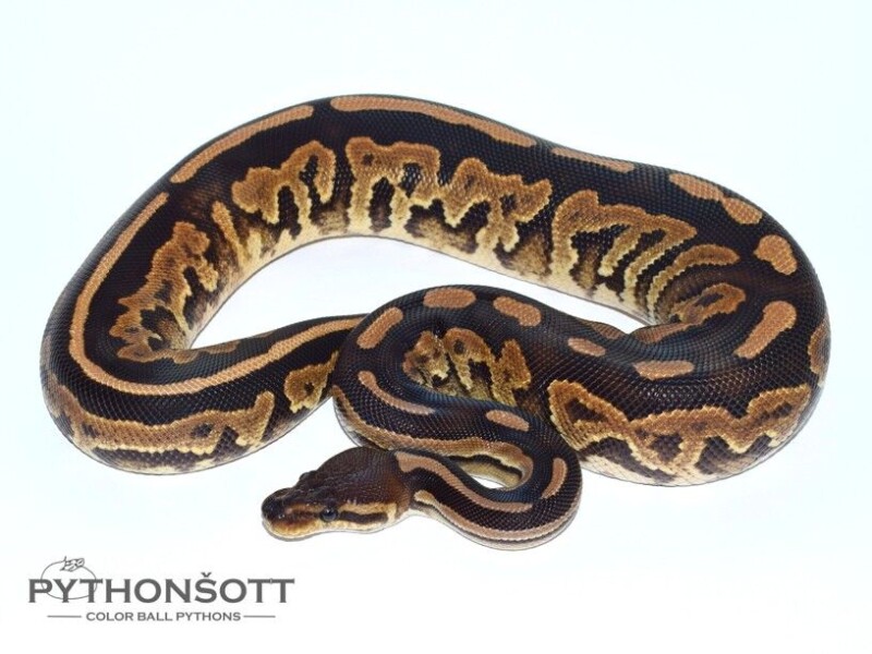 s12-2_cinn_phan_het_pied
