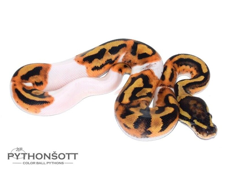 s24-5_pied_het_lav