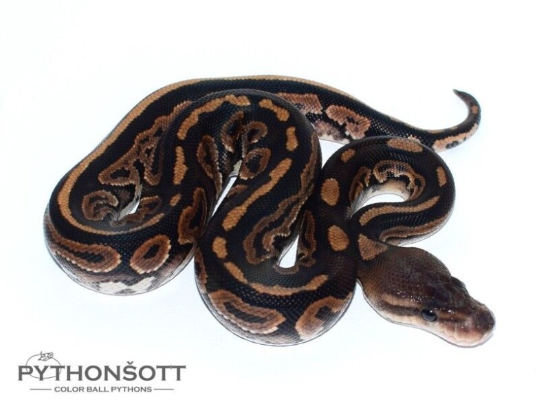 s33-11_cinn_het_al