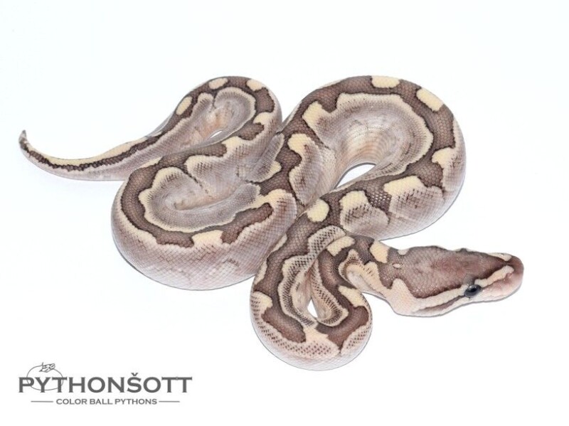 s18-2_bamboo_enchi_het_cl