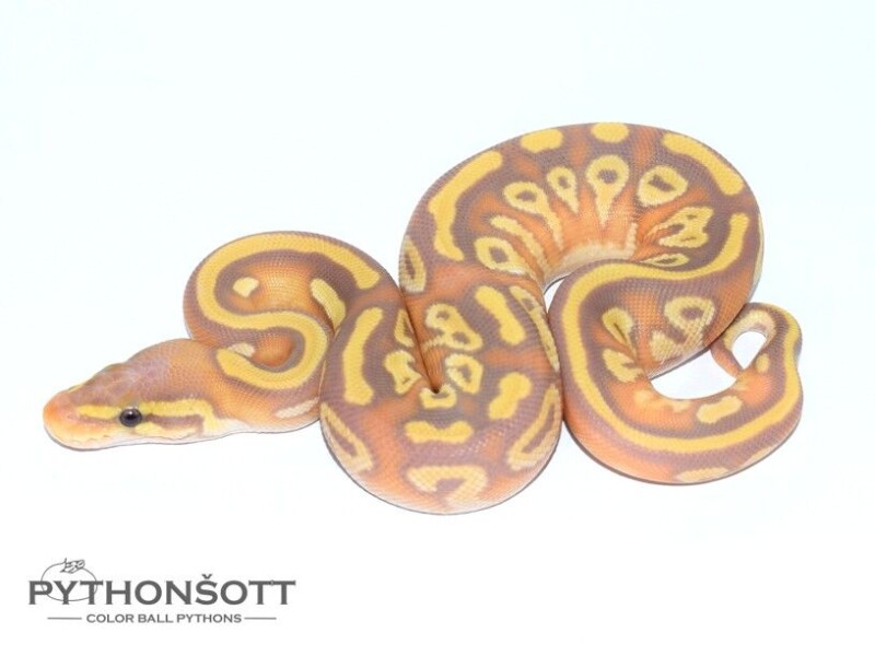 s37-4_ban_moj_het_pied