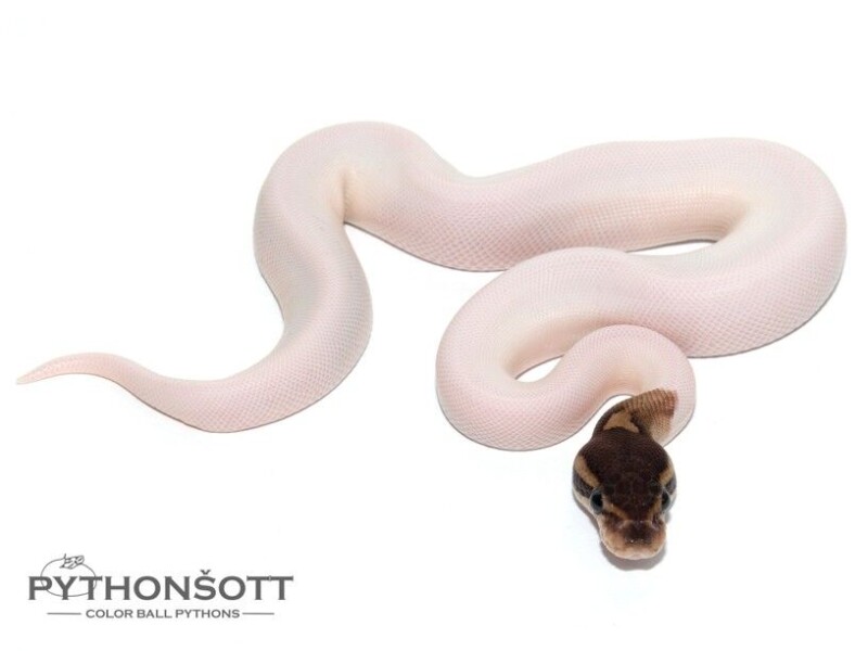 s25-1_cinn_pied