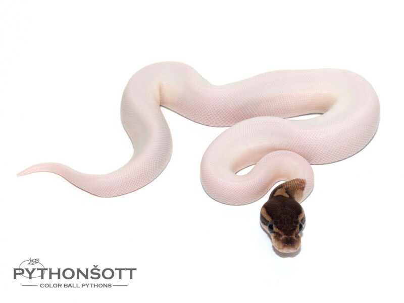 s25-1_cinn_pied