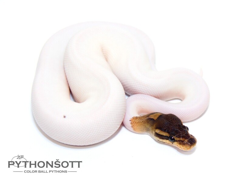 s25-1_cinn_pied