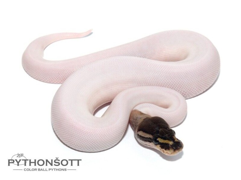 s25-2_cinn_pied