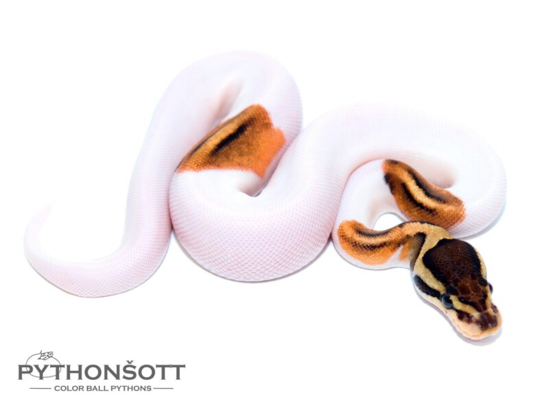 s41-2_cin_ench_pied