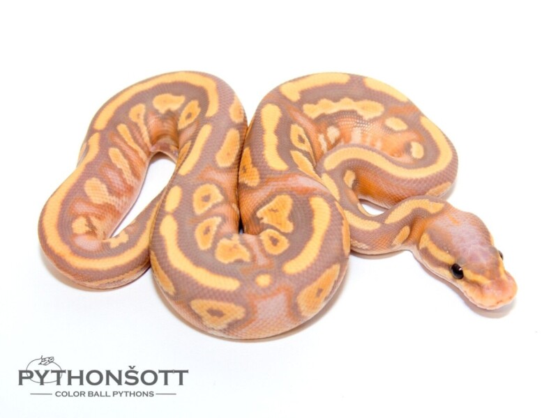 s47-3_ban_phan_het_pied
