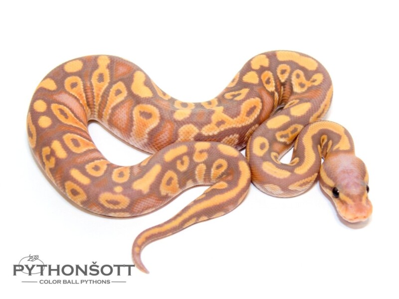 s47-6_ban_phan_het_pied
