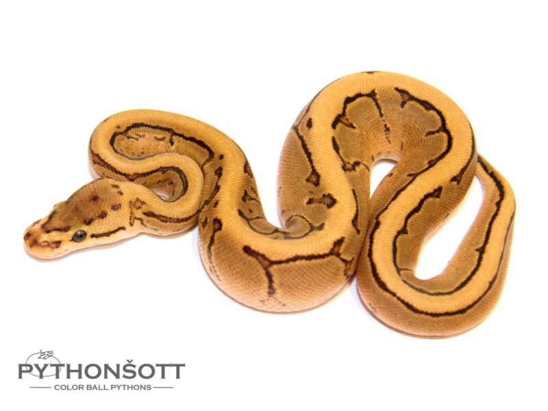 s30-3_firepin_het_cl_het_pied
